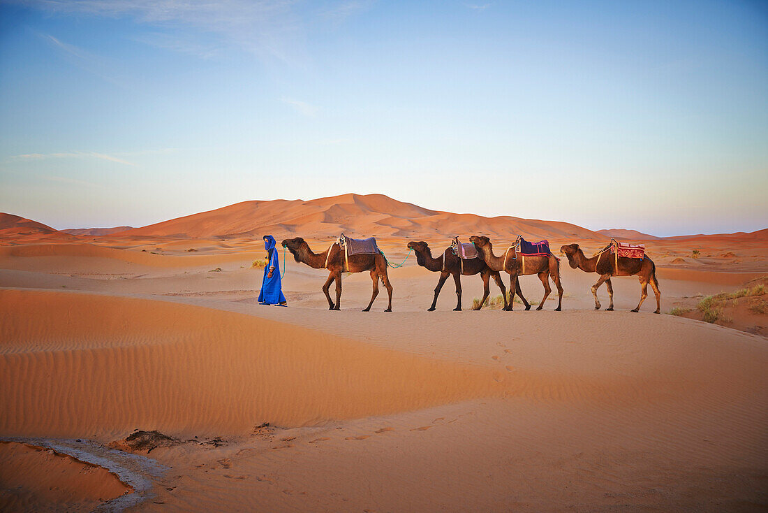 Guide leading camels on sand dunes in desert landscape, Sahara Desert, Morocco, Morocco