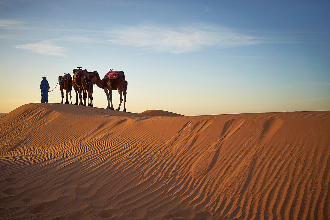Silhouette of guide with camels on sand dunes in desert landscape, Sahara Desert, Morocco, Morocco