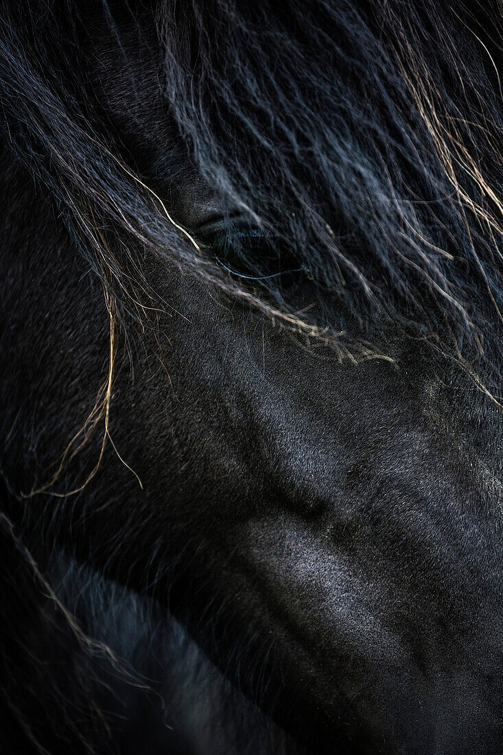 Close up of face of Icelandic horse, Hvammstangi, Iceland, Iceland