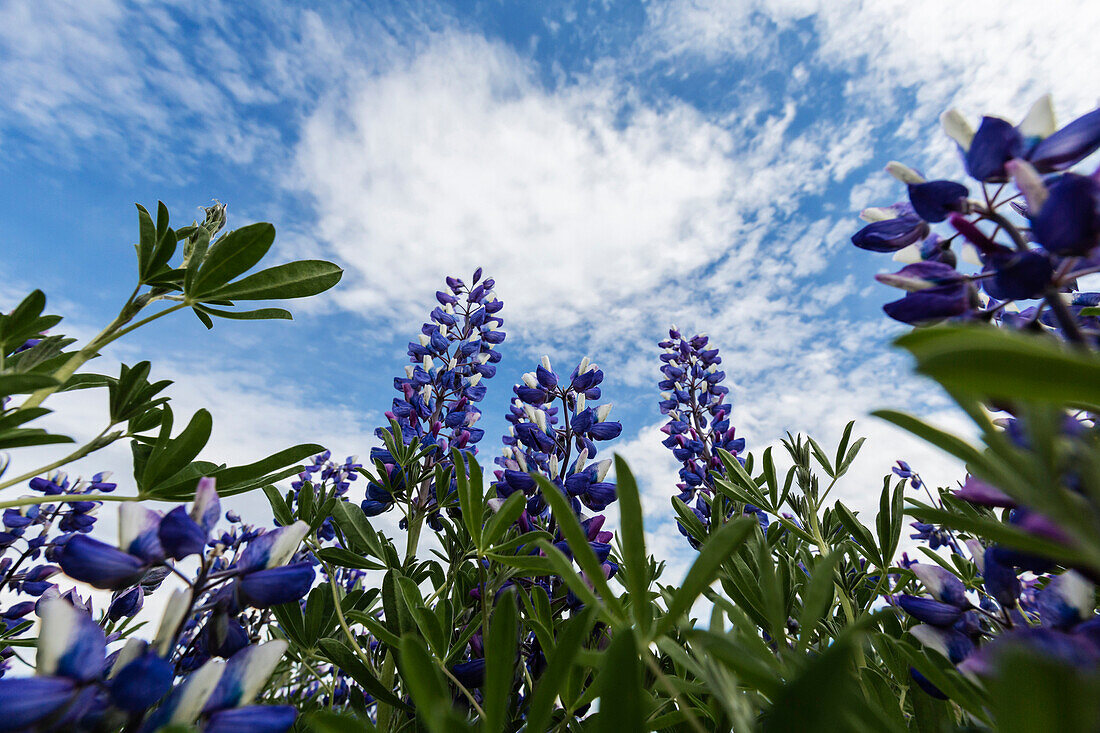 Low angle view of lupine flowers under blue sky, Myvatn, Iceland, Iceland