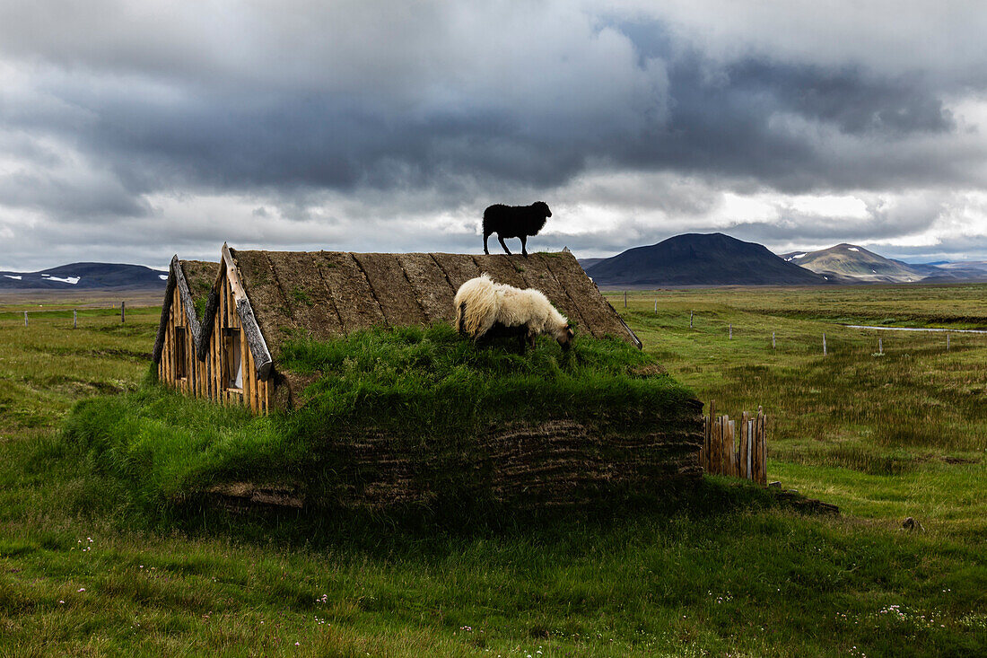 Sheep grazing on sod house in rural landscape, Modrudalur, Iceland, Iceland