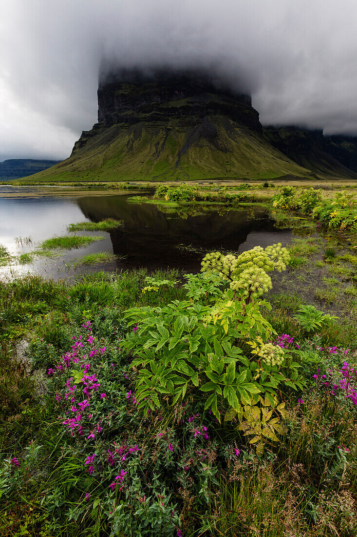 Wildflowers growing in remote field under foggy mountain, Lomagnupur, Iceland, Iceland