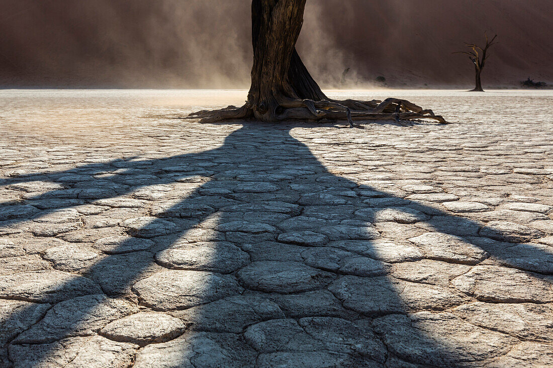 Shadow of dead tree on cracked earth in desert landscape, Sesriem, Karas, Namibia