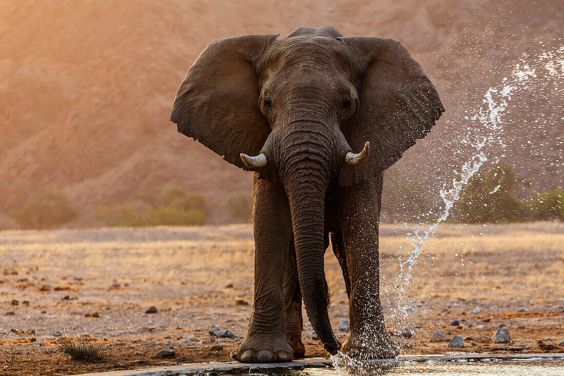 Elephant drinking at water hole in savanna landscape, Sesfontein, Kunene Region, Namibia