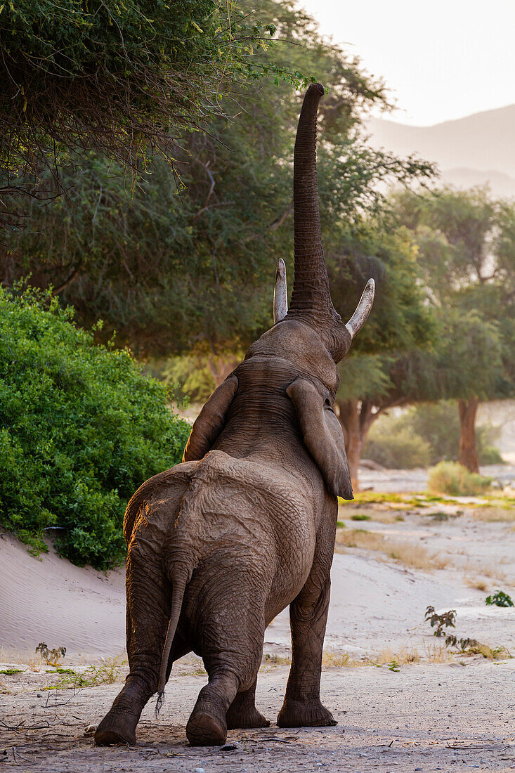 Elephant reaching for tree leaves in savanna landscape, Sesfontein, Kunene Region, Namibia