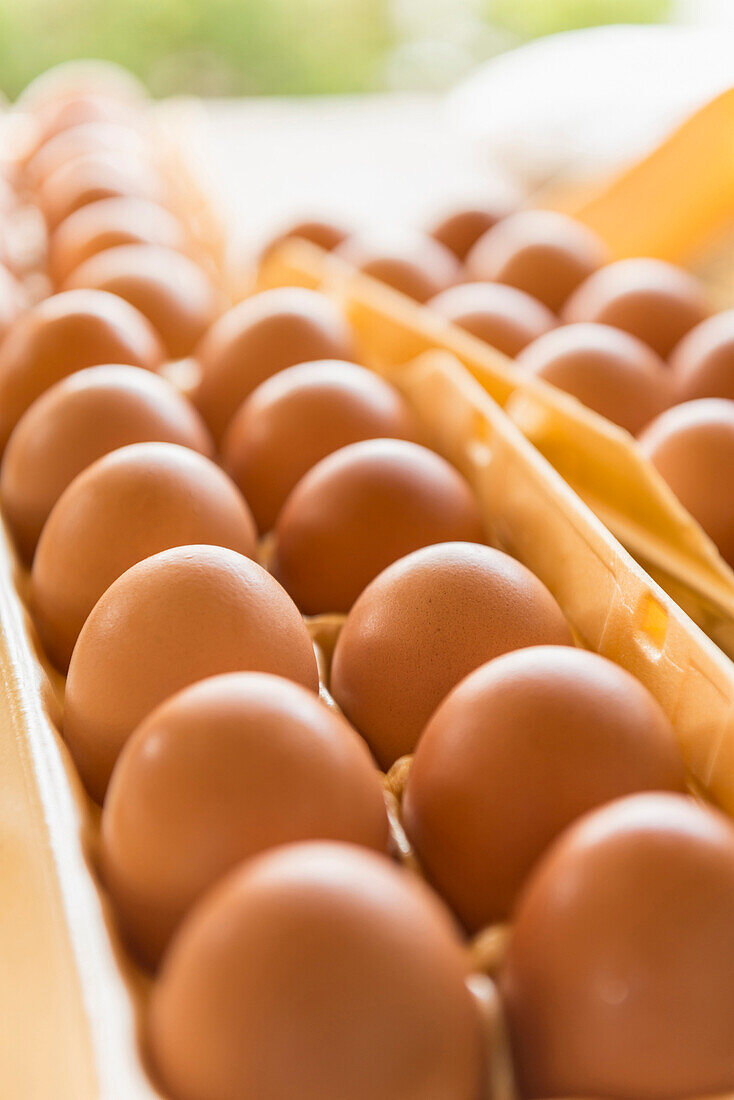 Close up of cartons of eggs, Virginia Beach VA, VA, USA