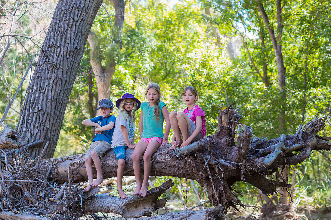 Caucasian children sitting on tree root in forest, Bandelier Monument, New Mexico, USA