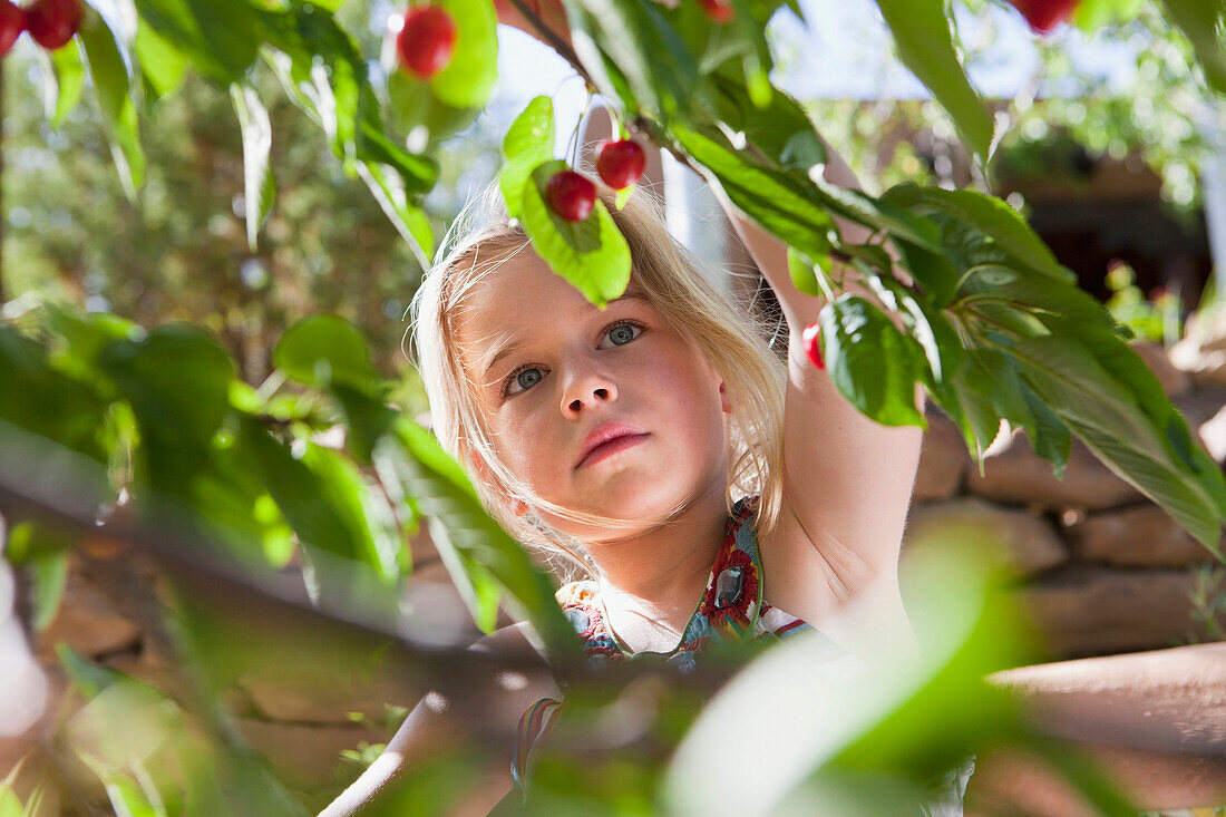 Caucasian girl picking cherries, Santa Fe, New Mexico, USA