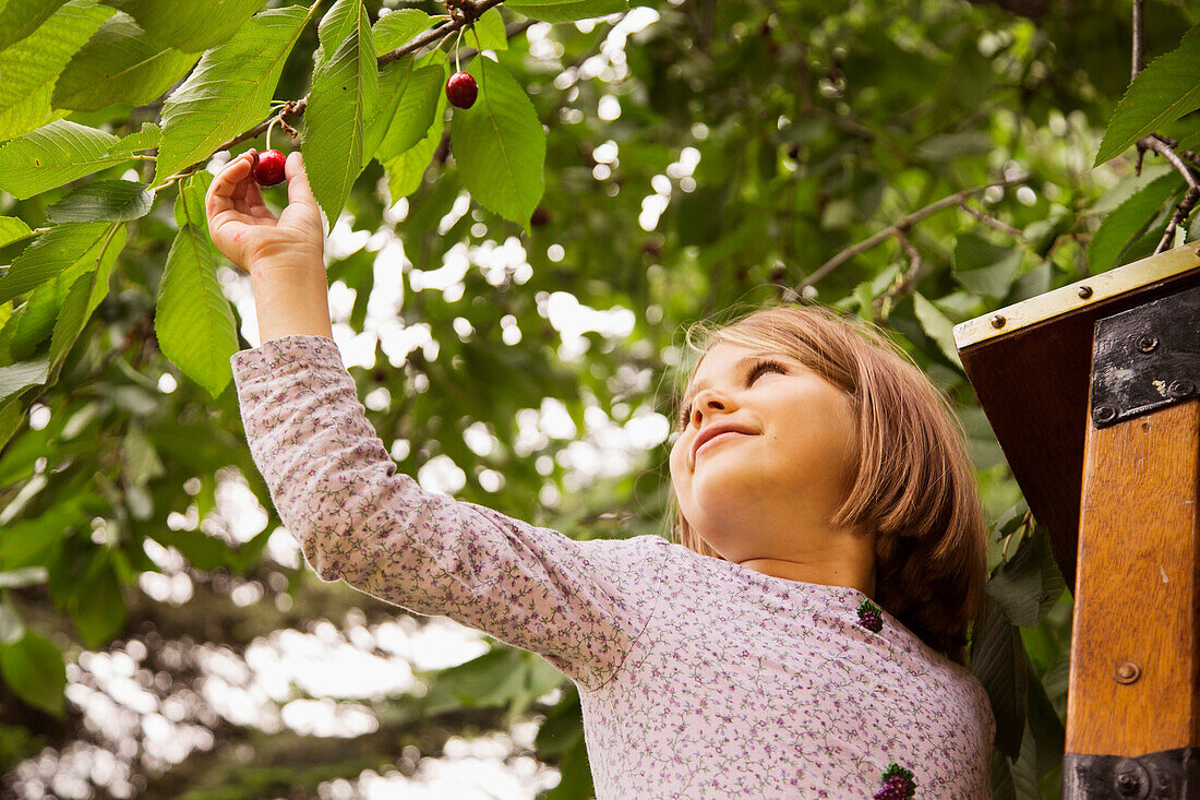 Caucasian girl picking cherry from tree, Los Angeles, CA, USA