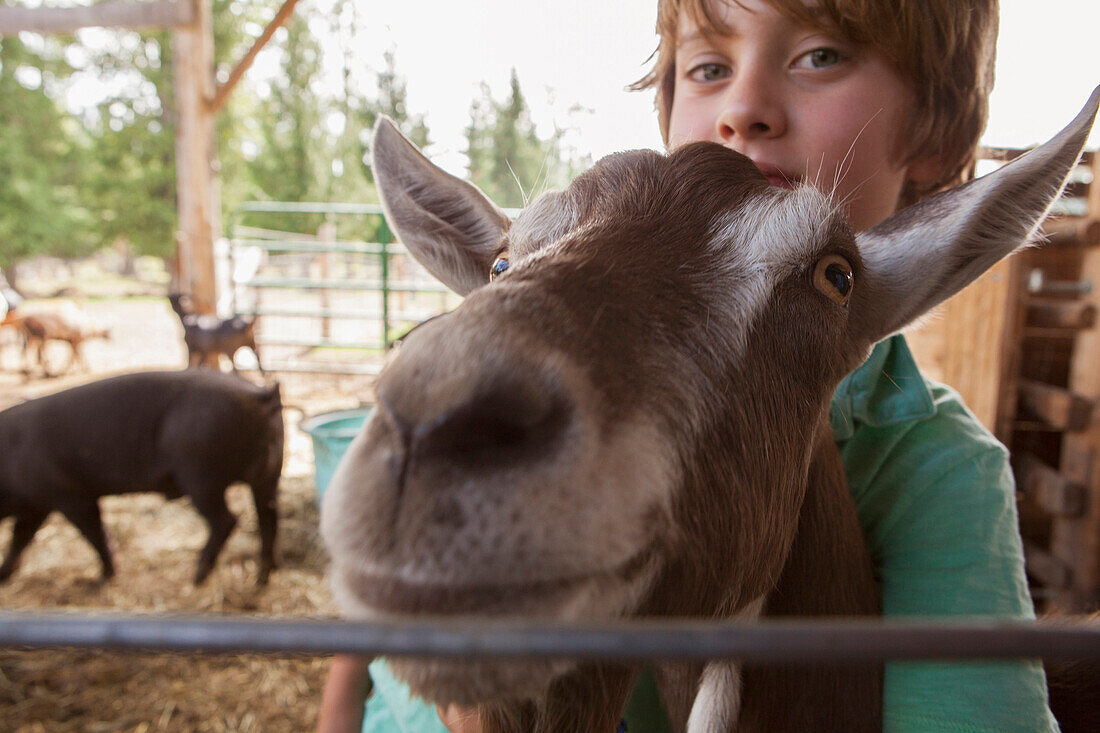 Caucasian boy hugging goat on farm, Hope, Idaho, USA