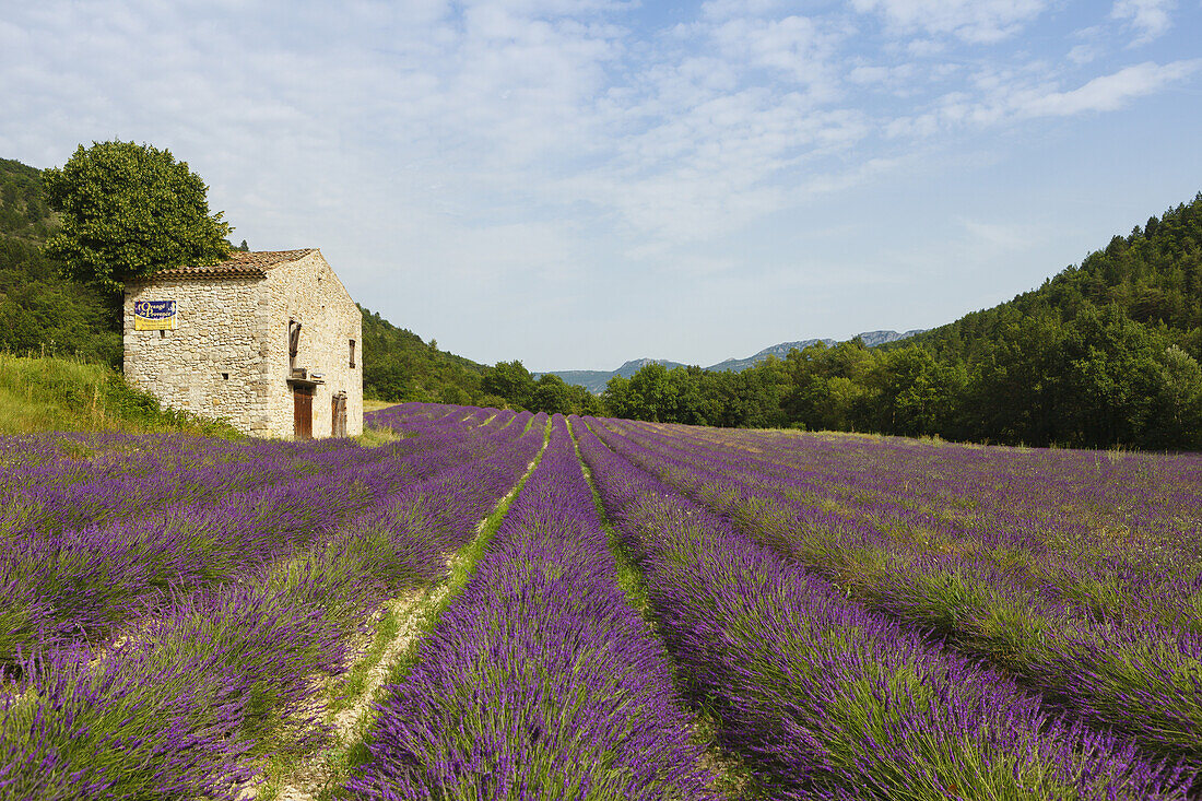 lavender field, lavender, lat. Lavendula angustifolia and old cottage, near Nyons, Drome, Provence, France, Europe