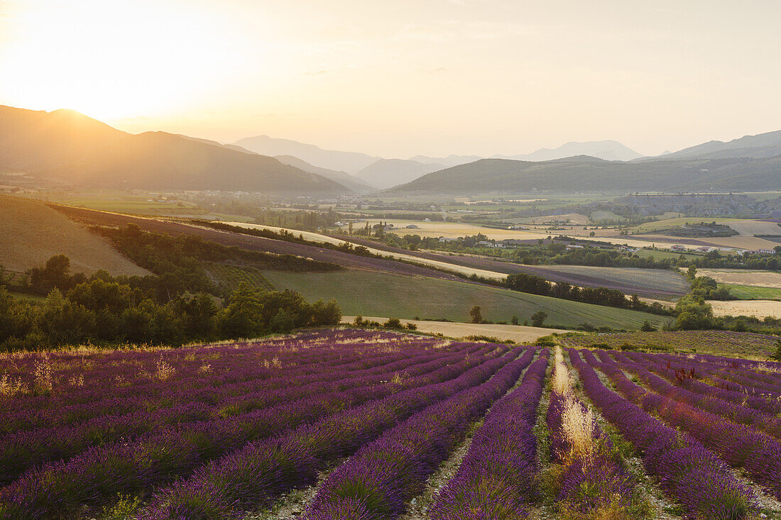 Lavendelfeld, Lavendel, lat. Lavendula angustifolia, Sonnenuntergang, bei Nyons, Drome, Provence, Frankreich, Europa