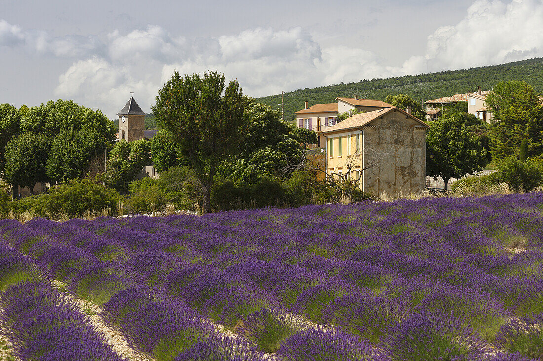 lavender field, lavender, lat. Lavendula angustifolia, Ferrassiers, village near Montbrun-les-Bains, Drome, Provence, France, Europe