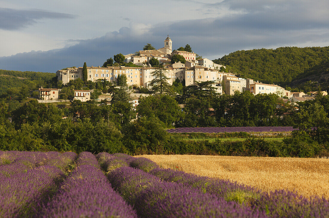 Weizenfeld, Lavendelfeld, Lavendel, lat. Lavendula angustifolia, Banon, Dorf, Alpes-de-Haute-Provence, Provence, Frankreich, Europa