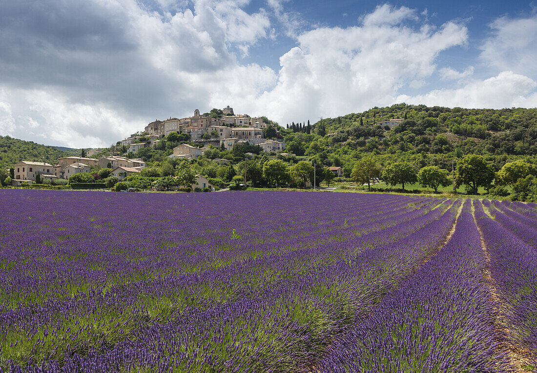 Lavendelfeld, Lavendel, lat. Lavendula angustifolia, Simiane-la-Rotonde, Dorf, Alpes-de-Haute-Provence, Provence, Frankreich, Europa