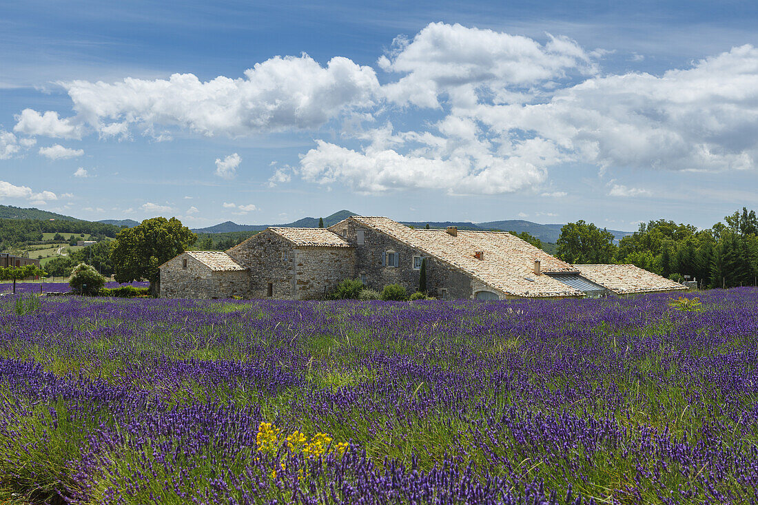 Lavendelfeld, Lavendel, lat. Lavendula angustifolia, Landhaus, b. Banon, Alpes-de-Haute-Provence, Provence, Frankreich, Europa