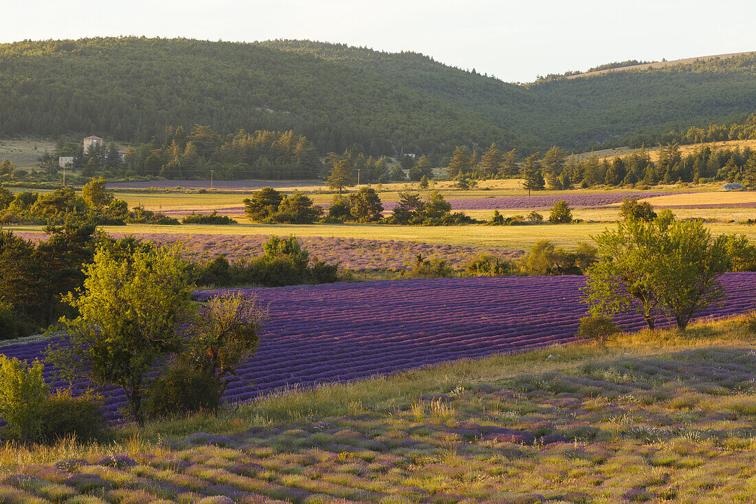 lavender fields, lavender, lat. Lavendula angustifolia, trees, near Sault, Vaucluse, Provence, France, Europe