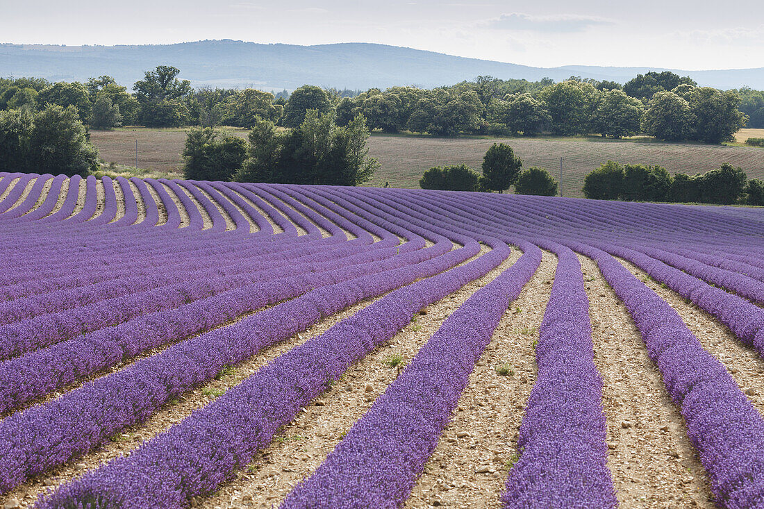 Lavendelfeld, Lavendel, lat. Lavendula angustifolia, bei Sault, Vaucluse, Provence, Frankreich, Europa