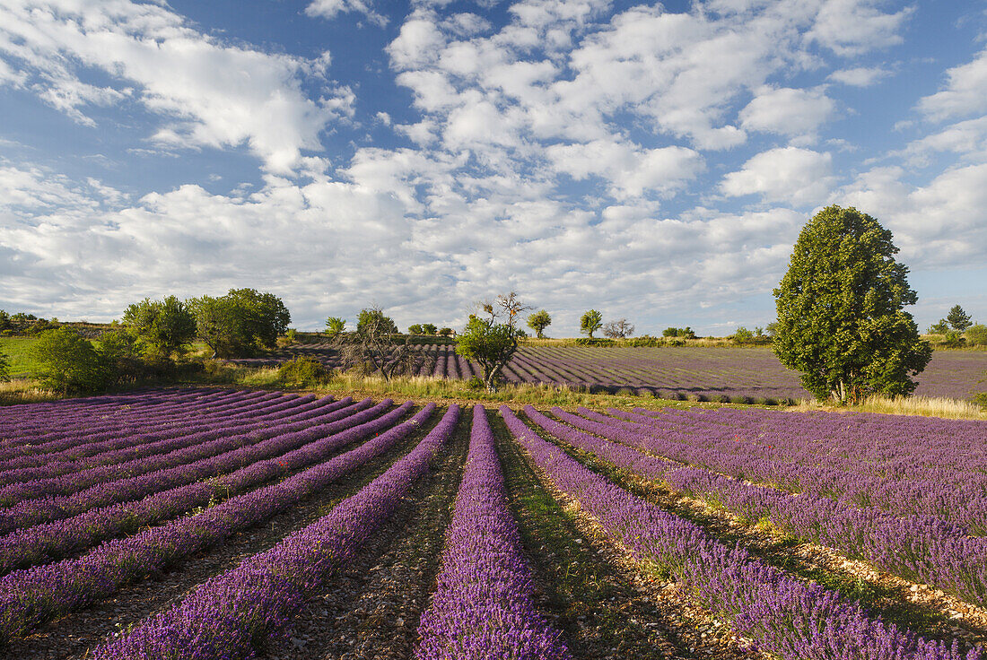 Lavendelfelder, Lavendel, lat. Lavendula angustifolia, Bäume, b. Sault, Vaucluse, Provence, Frankreich, Europa