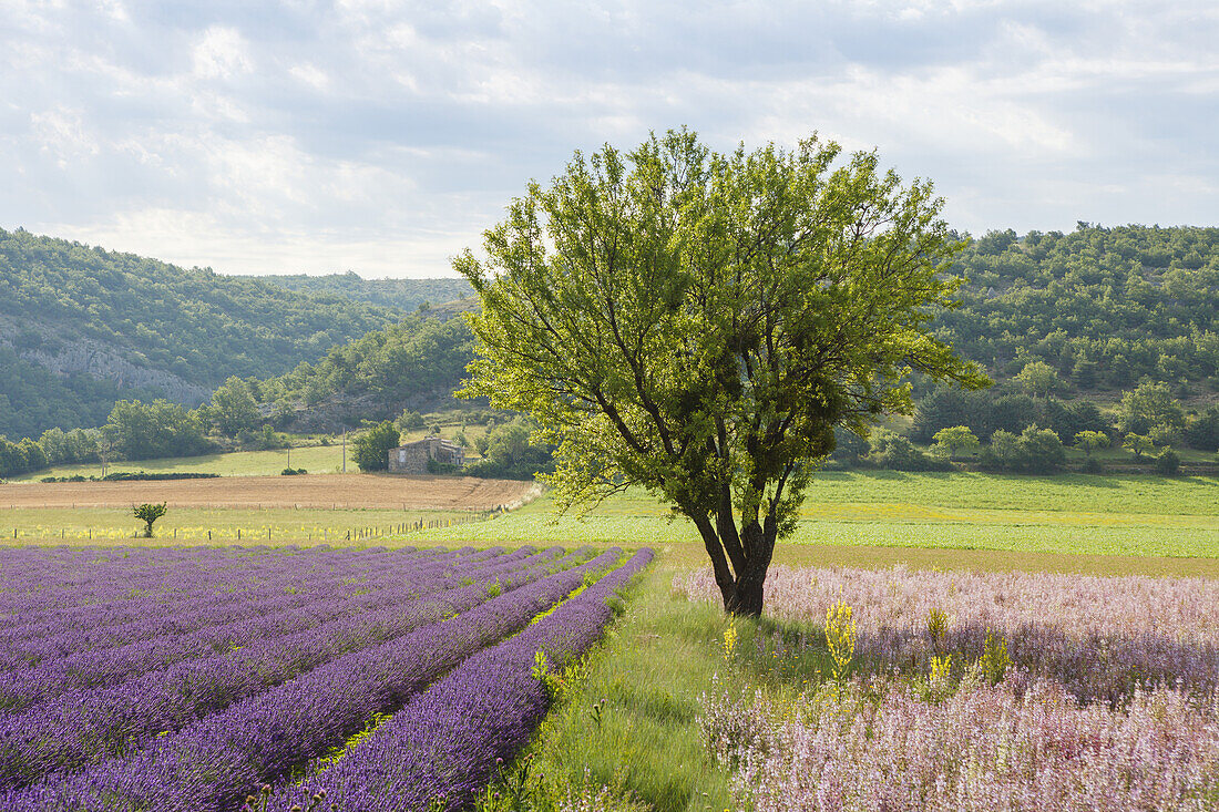 field and lavender field, lavender, lat. Lavendula angustifolia, tree, cottage, near Banon, Alpes-de-Haute-Provence, Provence, France, Europe