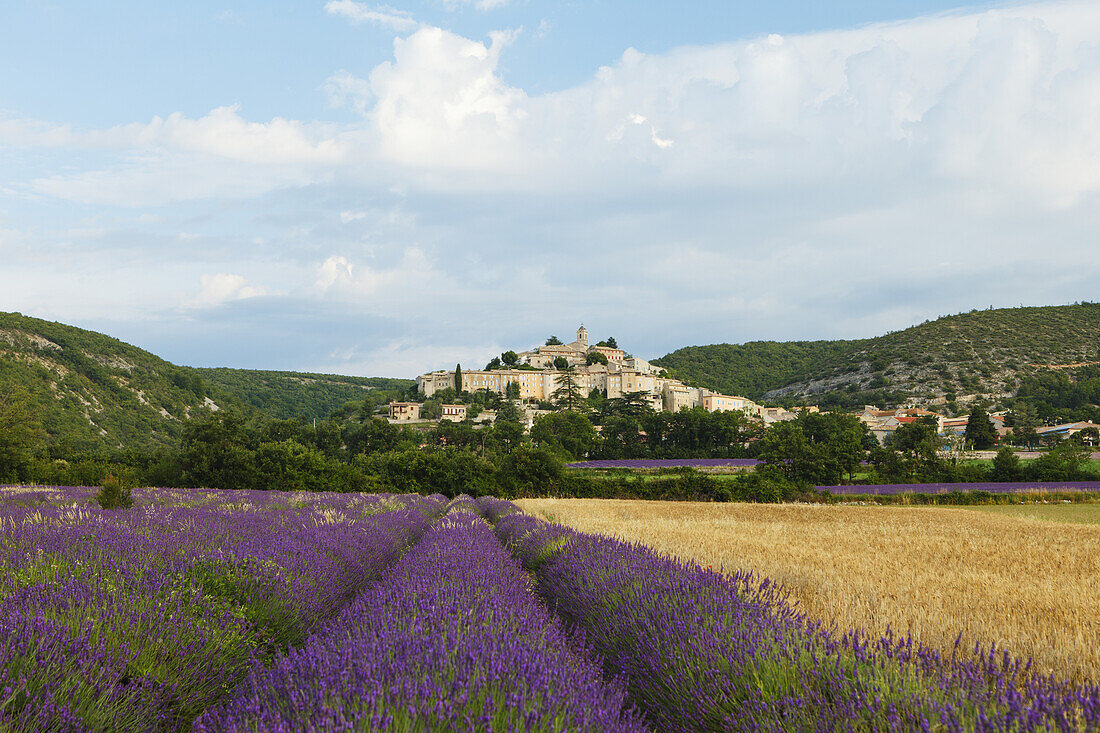 wheat field and lavender field, lavender, lat. Lavendula angustifolia, Banon, village, Alpes-de-Haute-Provence, Provence, France, Europe