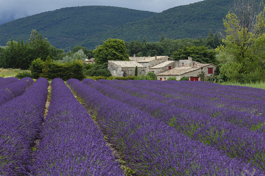 Lavendelfeld, Lavendel, lat. Lavendula angustifolia, Landhaus, bei Banon, Alpes-de-Haute-Provence, Provence, Frankreich, Europa