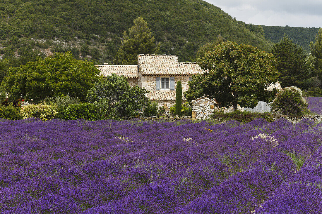 Lavendelfeld, Lavendel, lat. Lavendula angustifolia, Landhaus, bei Banon, Alpes-de-Haute-Provence, Provence, Frankreich, Europa