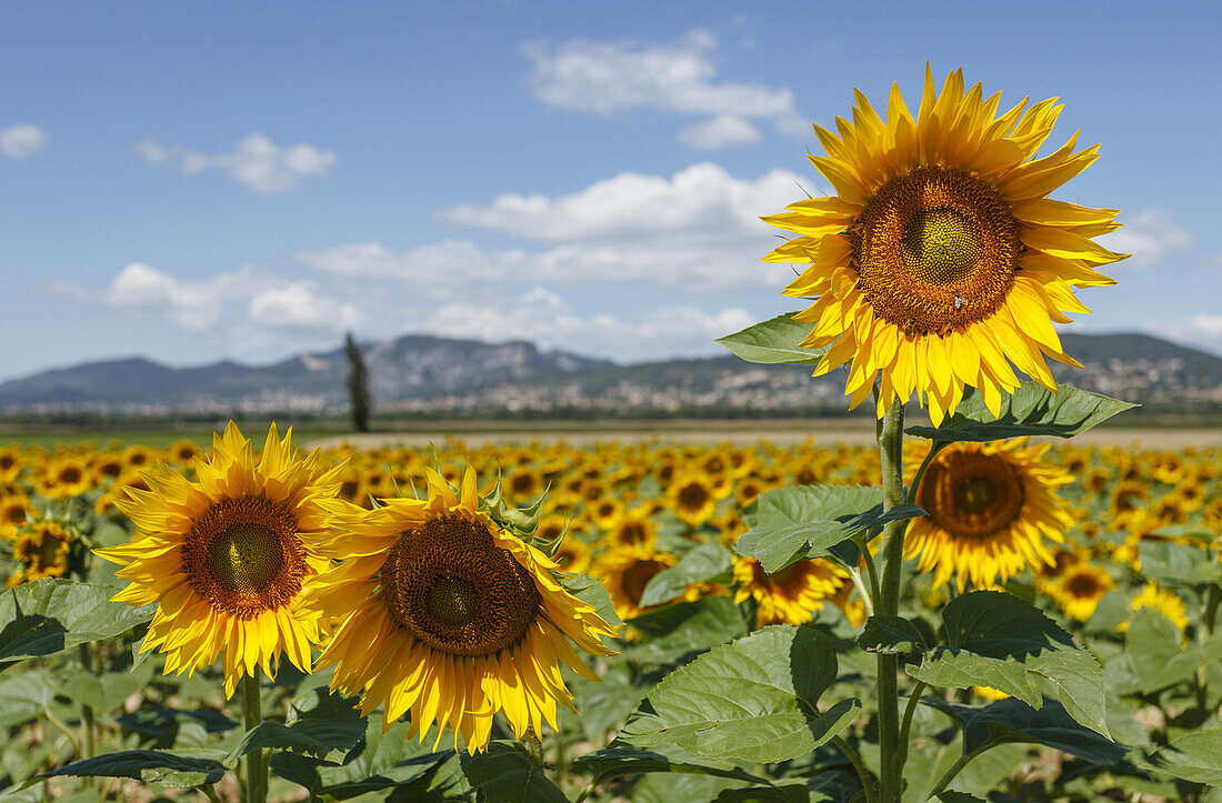 Sonnenblumenfeld, Sonnenblumen, b. Oraison, Alpes-de-Haute-Provence, Provence, Frankreich, Europa