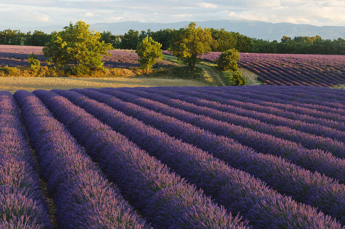 lavender field, lavender, lat. Lavendula angustifolia, high plateau of Valensole, Plateau de Valensole, near Valensole, Alpes-de-Haute-Provence, Provence, France, Europe