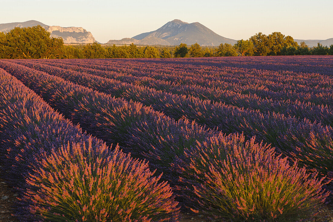 lavender field, lavender, lat. Lavendula angustifolia, high plateau of Valensole, Plateau de Valensole, near Valensole, Alpes-de-Haute-Provence, Provence, France, Europe