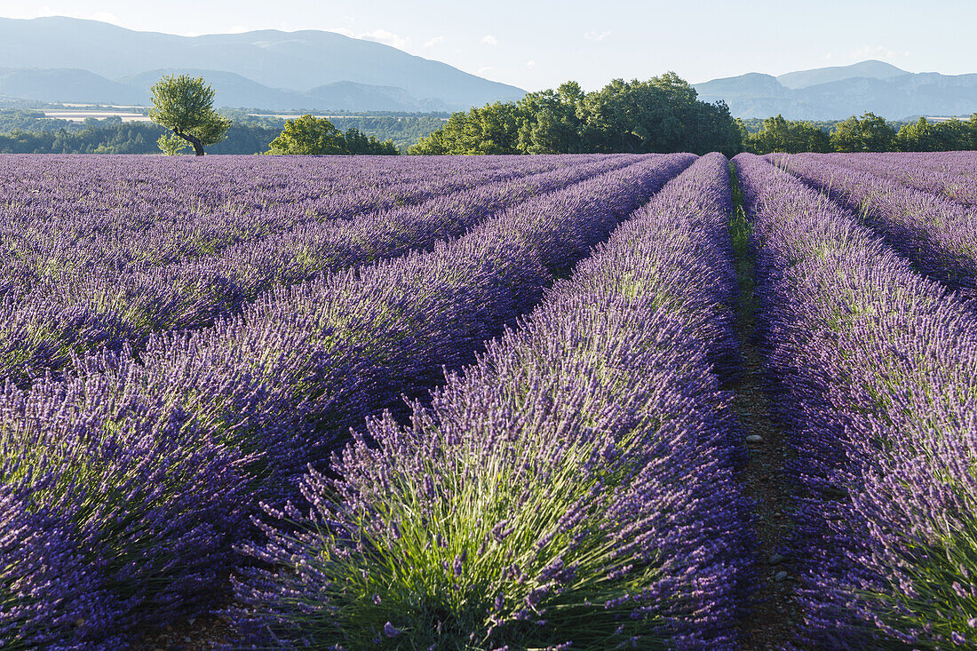 Lavendelfeld, Lavendel, lat. Lavendula angustifolia, Baum, Hochebene von Valensole, Plateau de Valensole, b. Valensole, Alpes-de-Haute-Provence, Provence, Frankreich, Europa