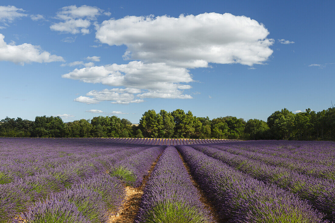 Lavendelfeld, Lavendel, lat. Lavendula angustifolia, Hochebene von Valensole, Plateau de Valensole, b. Valensole, Alpes-de-Haute-Provence, Provence, Frankreich, Europa