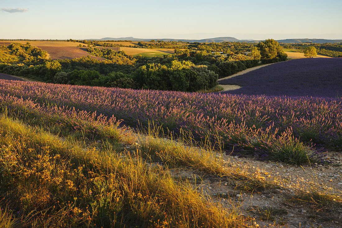 Lavendelfeld, Lavendel, lat. Lavendula angustifolia, Hochebene von Valensole, Plateau de Valensole, b. Valensole, Alpes-de-Haute-Provence, Provence, Frankreich, Europa