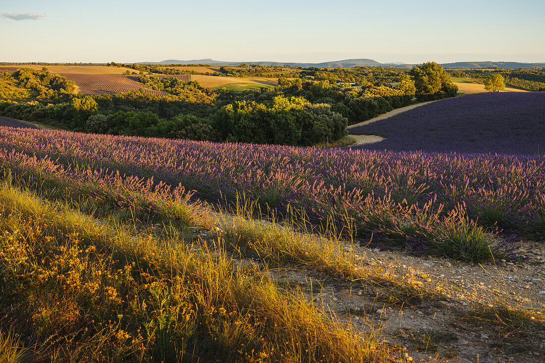 lavender field, lavender, lat. Lavendula angustifolia, high plateau of Valensole, Plateau de Valensole, near Valensole, Alpes-de-Haute-Provence, Provence, Frankreich, Provence, France, Europe