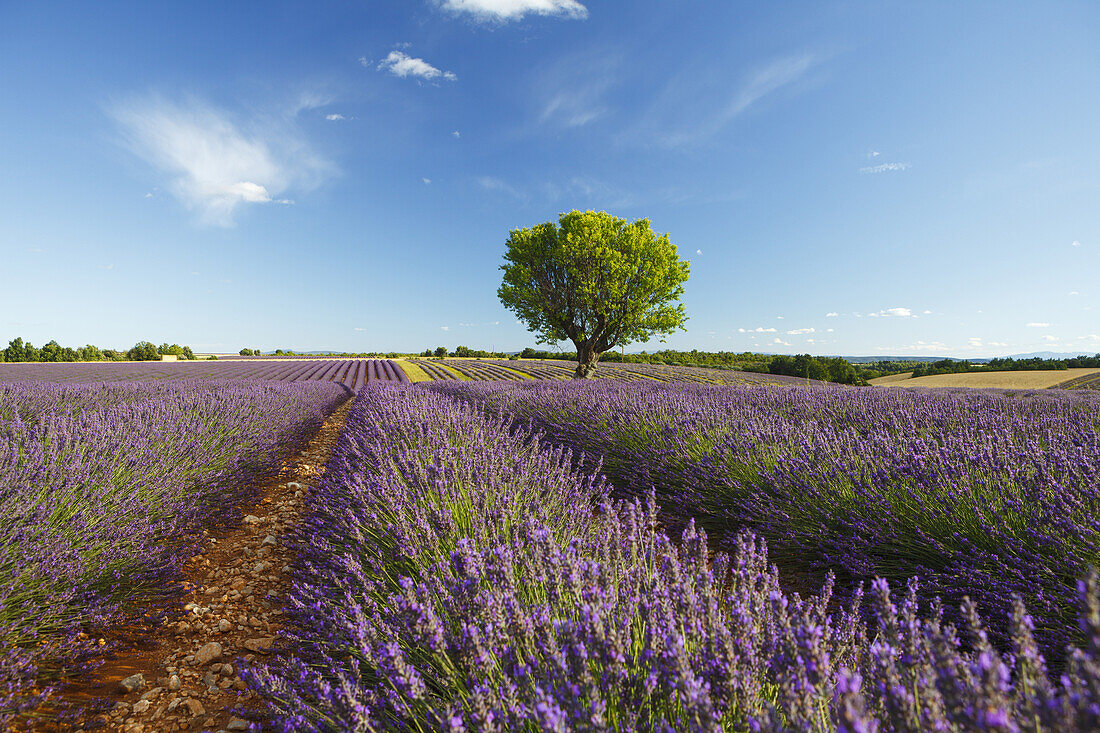 lavender field, lavender, lat. Lavendula angustifolia, tree, high plateau of Valensole, Plateau de Valensole, near Valensole, Alpes-de-Haute-Provence, Provence, Frankreich, Provence, France, Europe