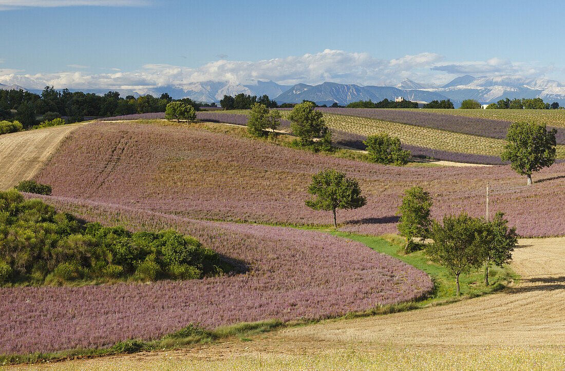 blossoming fields and lavender fields, lavender, high plateau of Valensole, Plateau de Valensole, near Valensole, Alpes-de-Haute-Provence, Provence, France, Europe