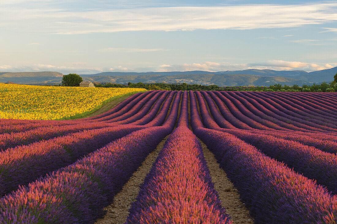 sunflower field, sunflowers and lavender field, lavender, lat. Lavendula angustifolia, house, high plateau of Valensole, Plateau de Valensole, near Valensole, Alpes-de-Haute-Provence, Provence, France, Europe