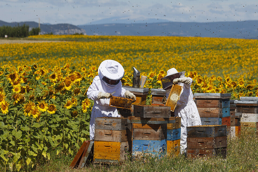 beekeepers working at a beehive at a sunflower field, apiary site, honeycombs with bees, high plateau of Valensole, Plateau de Valensole, near Valensole, Alpes-de-Haute-Provence, Provence, France, Europe