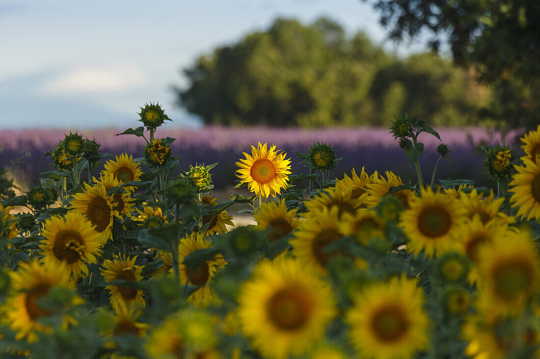 sunflower field, sunflowers, lavender field, lavender, high plateau of Valensole, Plateau de Valensole, near Valensole, Alpes-de-Haute-Provence, Provence, France, Europe