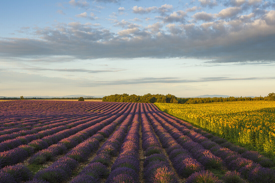 sunflower field, sunflowers, lavender field, lavender, lat. Lavendula angustifolia, high plateau of Valensole, Plateau de Valensole, near Valensole, Alpes-de-Haute-Provence, Provence, France, Europe
