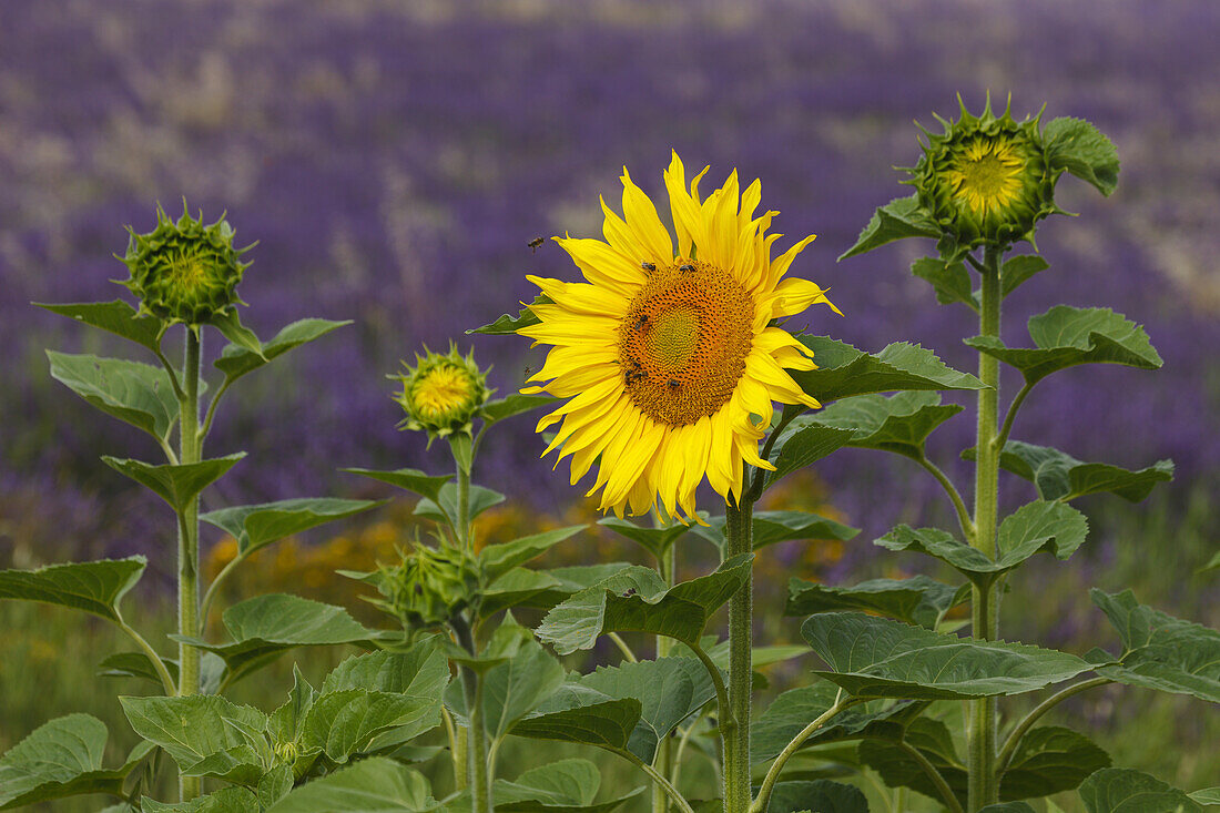 Sonnenblumen mit Bienen vor Lavendelfeld, Hochebene von Valensole, Plateau de Valensole, bei Valensole, Alpes-de-Haute-Provence, Provence, Frankreich, Europa