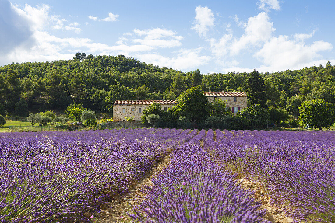 Cottage and lavender field, lavender, lat. Lavendula angustifolia, near Manosque, Alpes-de-Haute-Provence, Provence, France, Europe