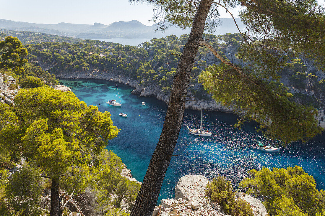 Calanque de Port-Pin, les Calanques, bei Marseille, Côte d Azur, Mittelmeer, Bouches-du-Rhone, Provence, Frankreich, Europe