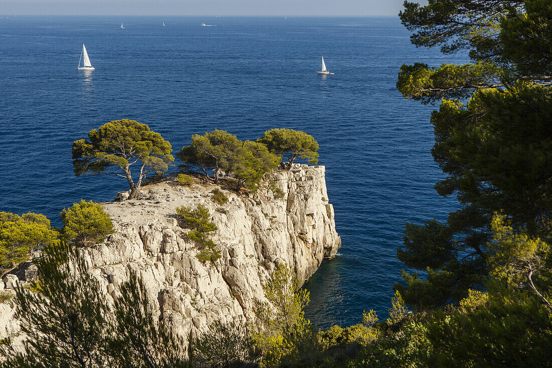 Kiefern an der Calanque de Port-Pin, les Calanques, bei Marseille, Côte d Azur, Mittelmeer, Bouches-du-Rhone, Provence, Frankreich, Europe