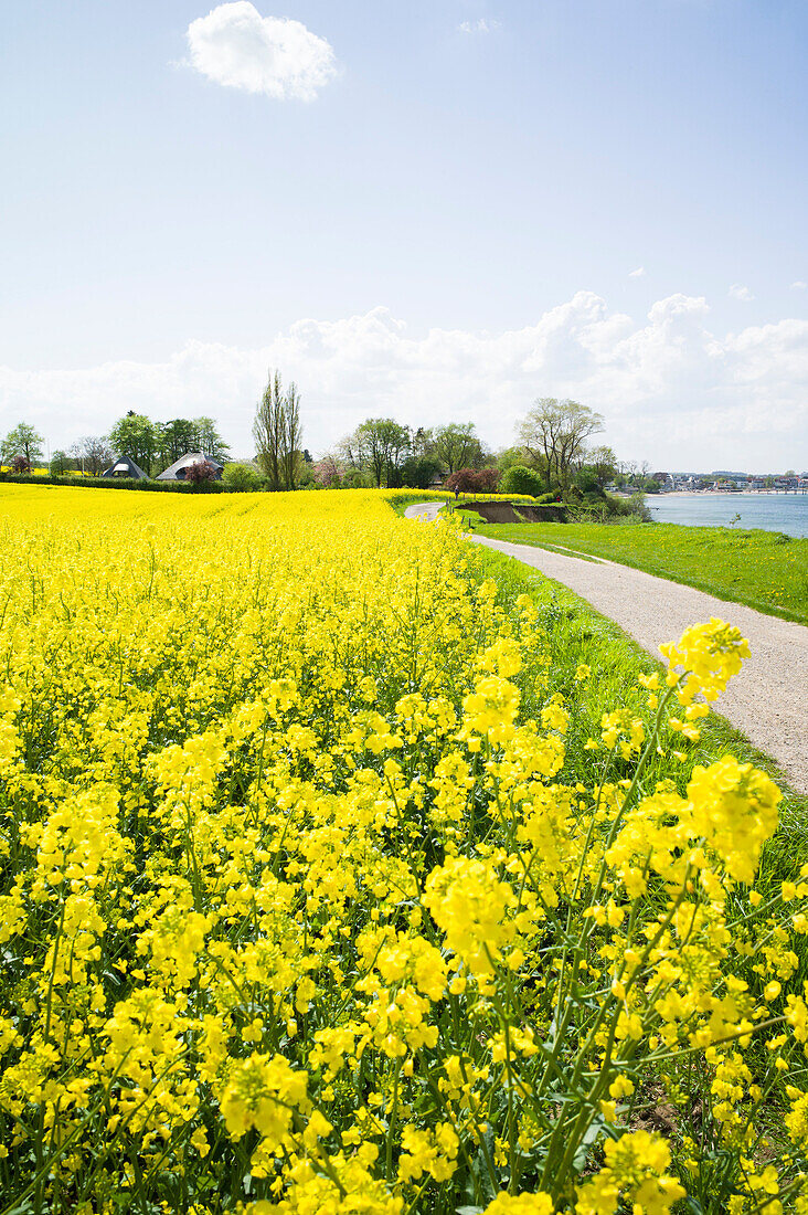 Rapeseed field on a cliff near Travemuende, Luebeck Bay, Baltic Coast, Schleswig-Holstein, Germany