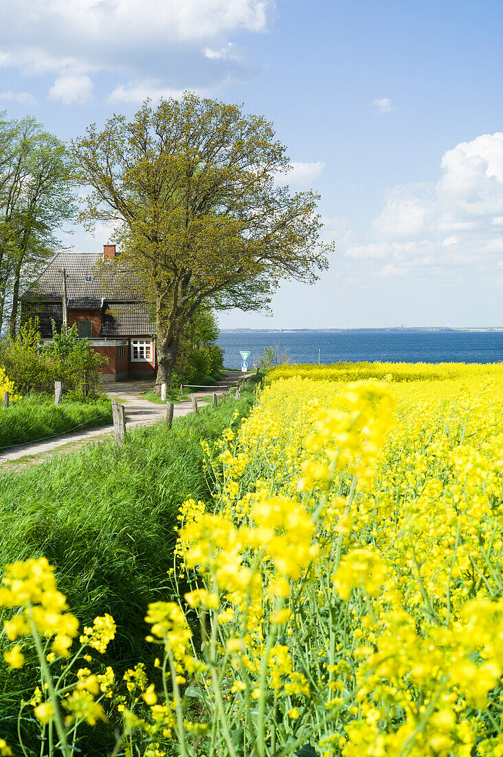 Rapeseed field on a cliff near Travemuende, Luebeck Bay, Baltic Coast, Schleswig-Holstein, Germany