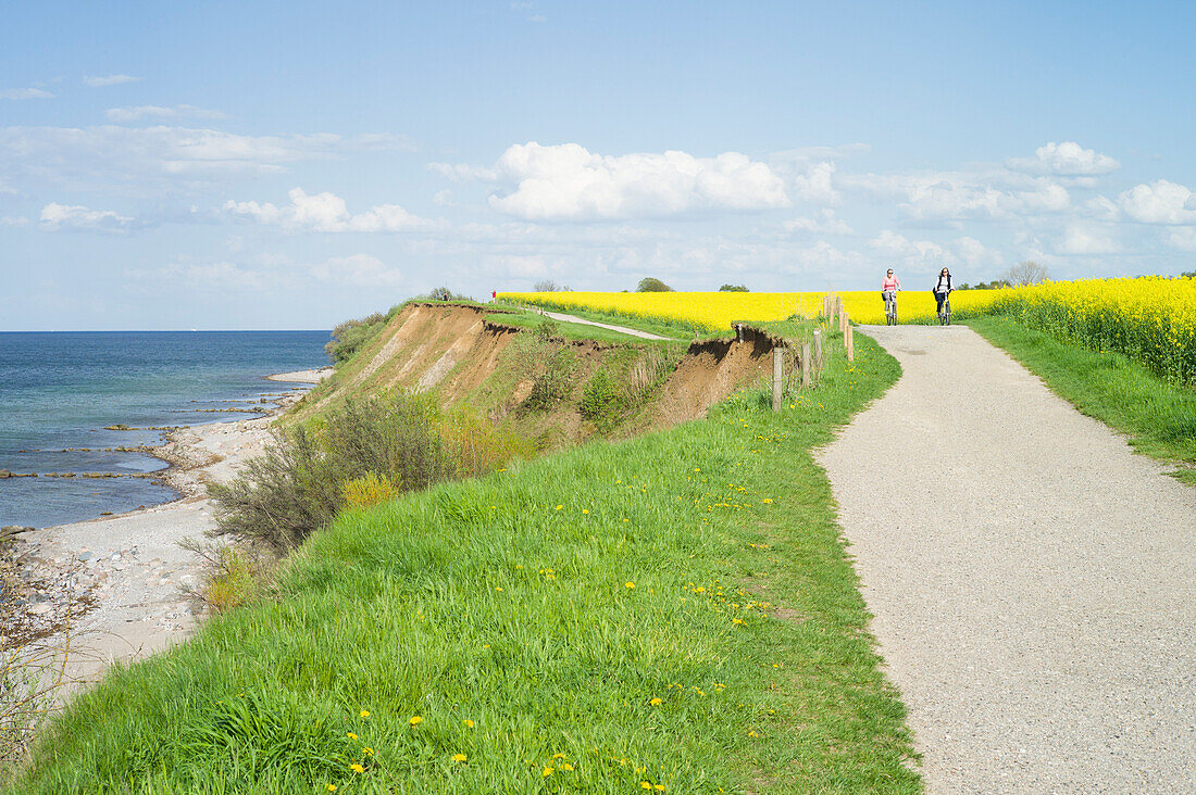 Cycling along a field, on a cliff near Travemuende, Luebeck Bay, Baltic Coast, Schleswig-Holstein, Germany