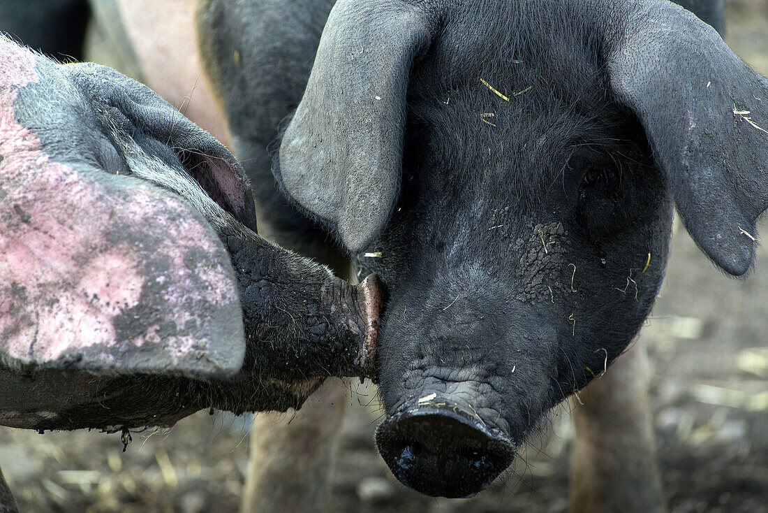 Grazing pigs wallowing in the mud on a pasture. The breed is called Swabian-Hall Swine. Germering, Bavaria, Germany