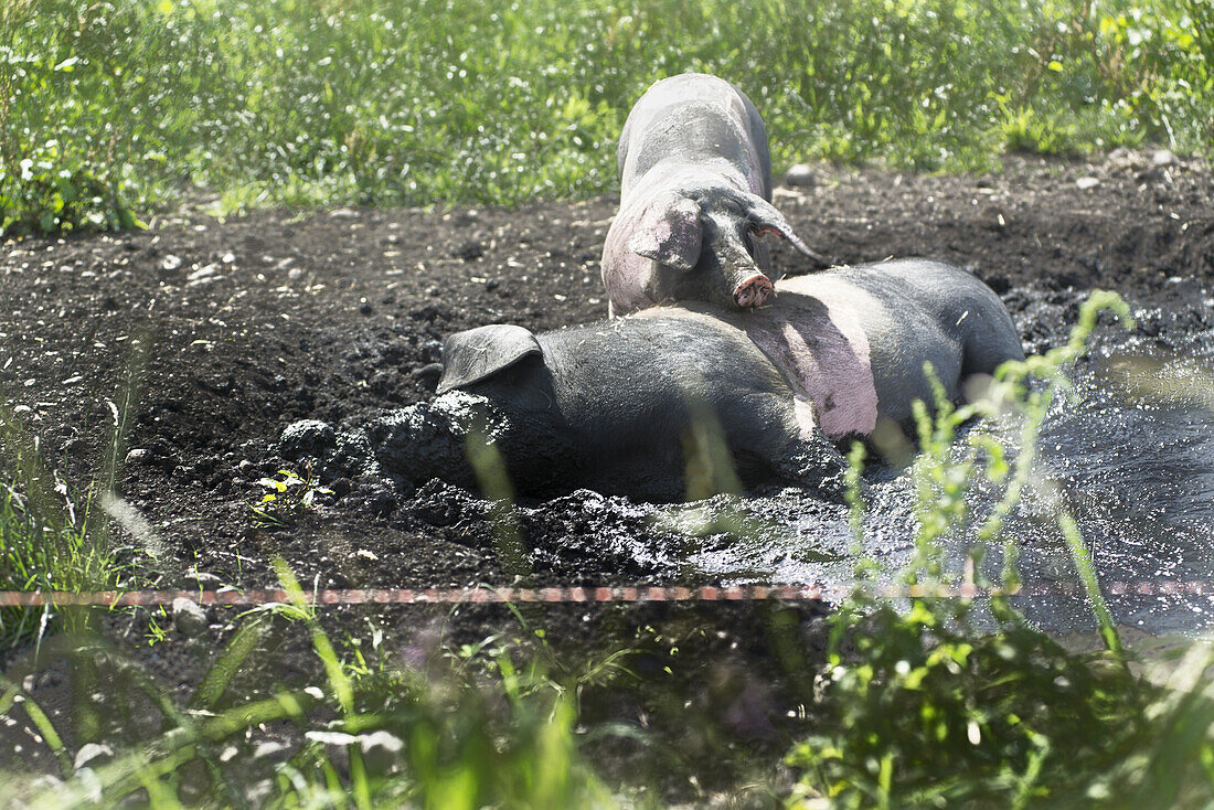 Weideschweine in artgerechter Haltung suhlen sich im Schlamm auf einer Weide. Die Rasse nennt sich  Schwäbisch-Hällisches Landschwein. Germering, Bayern, Deutschland