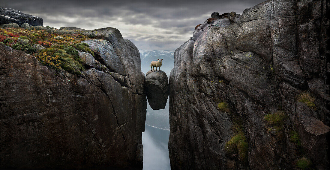 Schaf auf Kjeragbolten, 1000m über Lysefjord, Norwegen, Skandinavien
